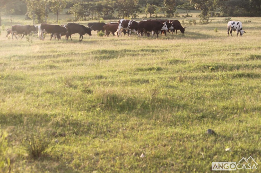 Outro Em Município Da Chibia (Huila) - Angocasa